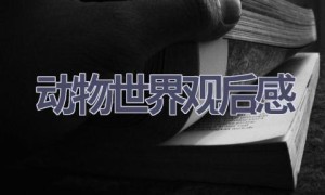 动物世界观后感(11篇范文）